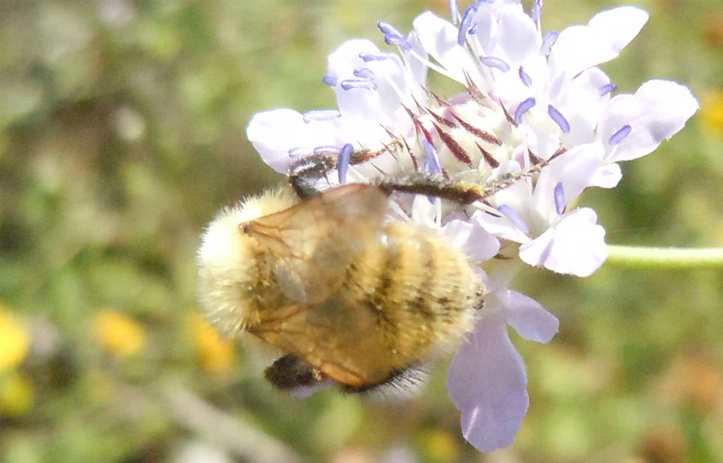 Bombus cfr. pascuorum